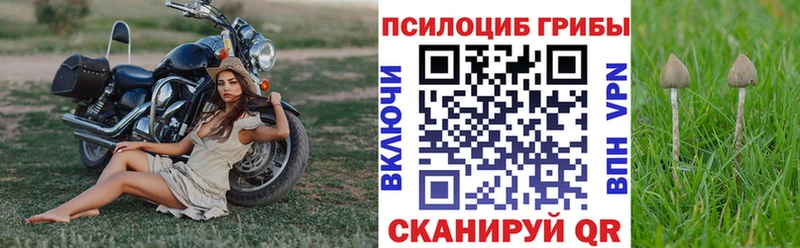 omg зеркало  Сурск  Галлюциногенные грибы мицелий 